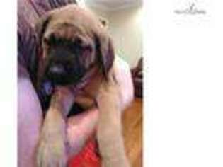 Mastiff Puppy for sale in Decatur, AL, USA