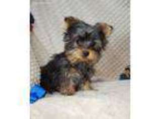 Yorkshire Terrier Puppy for sale in Childress, TX, USA