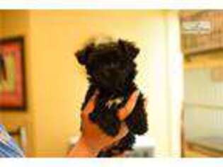 Yorkshire Terrier Puppy for sale in Hattiesburg, MS, USA