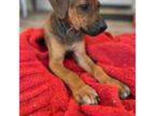 Rhodesian Ridgeback Puppy for sale in Scottsdale, AZ, USA
