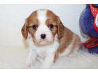 Cavalier King Charles Spaniel Puppy for sale in Neelyville, MO, USA
