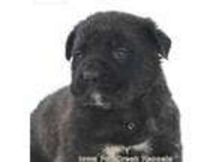 Mastiff Puppy for sale in Unionville, IA, USA