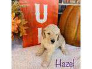 Goldendoodle Puppy for sale in Caddo Mills, TX, USA