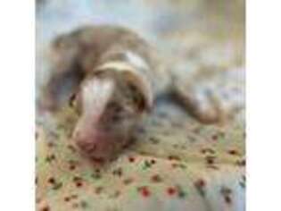 Miniature Australian Shepherd Puppy for sale in Bethany, IL, USA