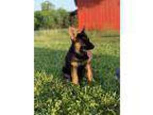 German Shepherd Dog Puppy for sale in Iva, SC, USA