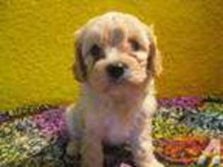 Cavachon Puppy for sale in SELMA, CA, USA