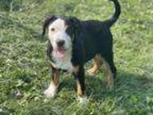 Greater Swiss Mountain Dog Puppy for sale in Newcomerstown, OH, USA
