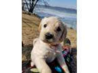 Labradoodle Puppy for sale in Dassel, MN, USA