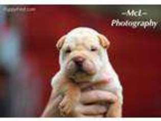 Mutt Puppy for sale in Malvern, OH, USA