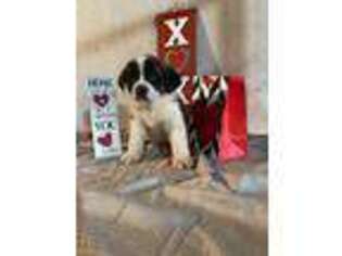 Saint Bernard Puppy for sale in Dalton, OH, USA