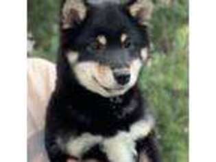 Shiba Inu Puppy for sale in Winthrop, MN, USA