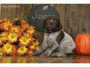 German Shorthaired Pointer Puppy for sale in Lititz, PA, USA