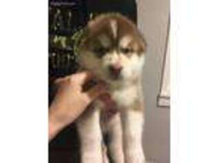 Alaskan Malamute Puppy for sale in Carrollton, GA, USA