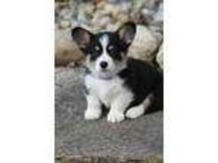 Pembroke Welsh Corgi Puppy for sale in North Manchester, IN, USA