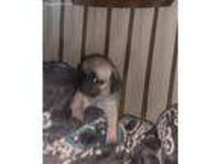 Pug Puppy for sale in Mesquite, TX, USA