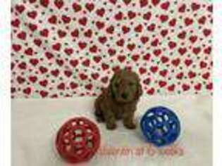 Goldendoodle Puppy for sale in Texarkana, TX, USA
