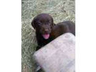 Labrador Retriever Puppy for sale in Centralia, WA, USA