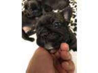 French Bulldog Puppy for sale in Whitmire, SC, USA