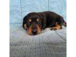 Dachshund Puppy for sale in Arlington, MN, USA