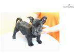 Scottish Terrier Puppy for sale in Los Angeles, CA, USA