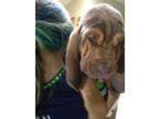 Bloodhound Puppy for sale in GRAHAM, WA, USA