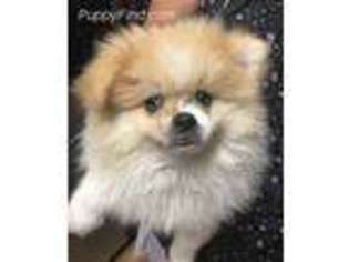 Mutt Puppy for sale in Sherwood, MI, USA