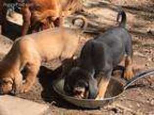 Bloodhound Puppy for sale in Sacramento, CA, USA