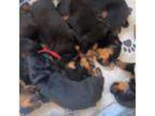 Rottweiler Puppy for sale in New Brunswick, NJ, USA