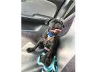 Pug Puppy for sale in Syracuse, NY, USA