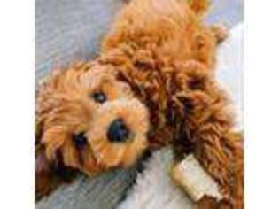 Goldendoodle Puppy for sale in Boardman, OR, USA