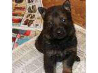 German Shepherd Dog Puppy for sale in DUNN, NC, USA