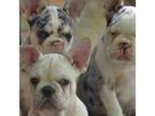 French Bulldog Puppy for sale in Wesley Chapel, FL, USA