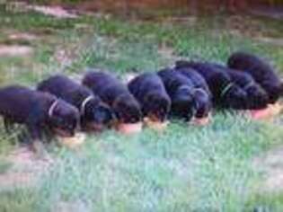 Rottweiler Puppy for sale in Morris, IL, USA