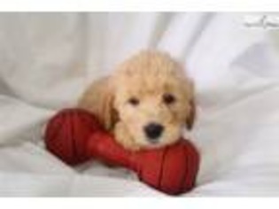 Goldendoodle Puppy for sale in Greensboro, NC, USA