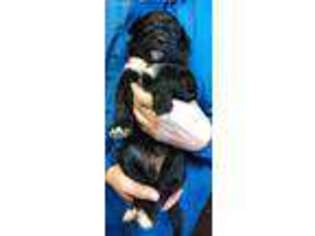 Collie Puppy for sale in Standish, MI, USA