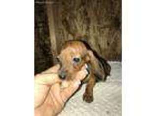 Dachshund Puppy for sale in Cantonment, FL, USA