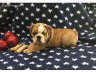 Bulldog Puppy for sale in Desert Center, CA, USA