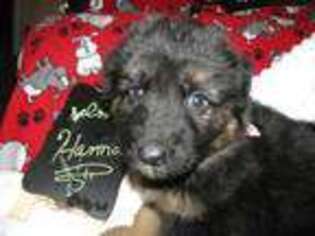 German Shepherd Dog Puppy for sale in Oakland, OR, USA