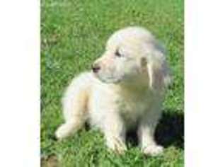 Mutt Puppy for sale in Knoxville, AR, USA