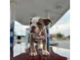 Olde English Bulldogge Puppy for sale in Indianapolis, IN, USA