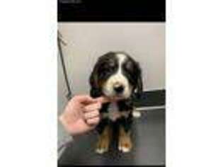 Bernese Mountain Dog Puppy for sale in Bridger, MT, USA