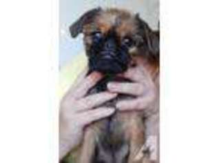 Brussels Griffon Puppy for sale in PORT RICHEY, FL, USA