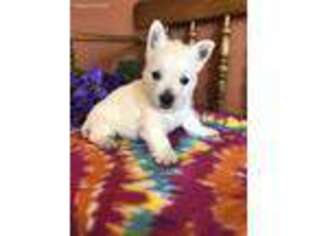 West Highland White Terrier Puppy for sale in Seneca, KS, USA
