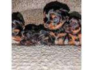 Yorkshire Terrier Puppy for sale in Currituck, NC, USA
