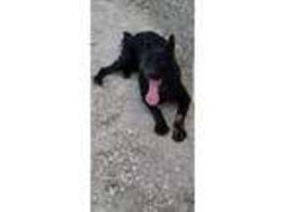 German Shepherd Dog Puppy for sale in Lehigh Acres, FL, USA