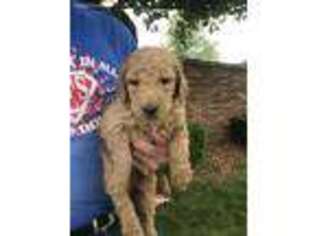 Goldendoodle Puppy for sale in Hodgenville, KY, USA