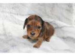 Dachshund Puppy for sale in Collinsville, OK, USA