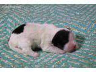 Cavachon Puppy for sale in Lyons, NE, USA