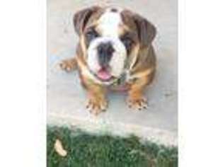 Bulldog Puppy for sale in Oakdale, CA, USA