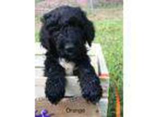 Goldendoodle Puppy for sale in Marion, NC, USA